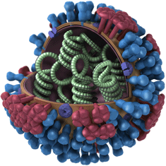 Τρισδιάστατη απεικόνιση της δομής του ιού της γρίπης