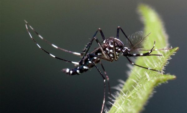 Aedes albopictus