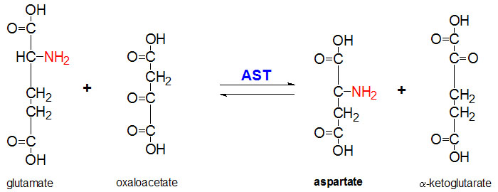 Αντίδραση καταλυόμενη από την ασπαρτική αμινοτρανσφεράση
