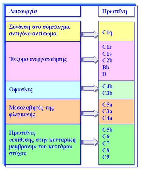 Πρωτεΐνες του συμπληρώματος και η δράση τους