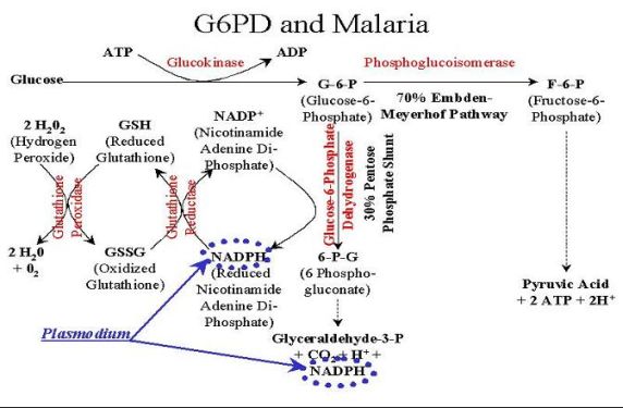 G6PD και ελονοσία