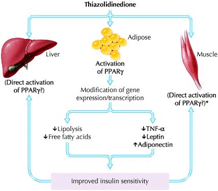 Τρόπος δράσης θειαζολιδινεδιονών