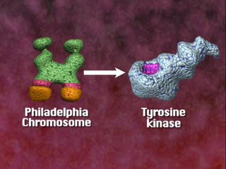 Εικόνα 2. Η καινούρια χρωμοσωμική περιοχή κωδικοποιεί για μια συγκεκριμένη πρωτεΐνη, την κινάση τυροσίνης