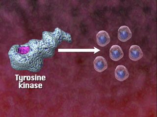 Εικόνα 3. Η κινάση της τυροσίνης διεγείρει την ανεξέλεγκτη παραγωγή μη φυσιολογικών κυττάρων αίματος από το μυελό των οστών